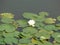 Blooming water lily, single flower, many floating leaves