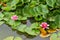 Blooming water lily in a water pond (Nymphaea tetragona)