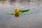 Blooming Water Lily. Yellow water Lily blooms on the river. Nenuphar