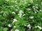 Blooming watercress, Nasturtium officinale