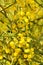 Blooming Wattle