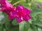 blooming weigela - pink / violet flower close up