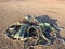 Blooming Welwitschia mirabilis in the desert of central Namibia