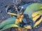 Blooming Welwitschia mirabilis in the desert of central Namibia