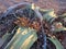 Blooming Welwitschia mirabilis in the desert of central Namibia