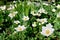 Blooming white anemone flowers in the garden flowerbed. Springtime in the garden
