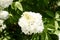 Blooming White Annabelle Flower