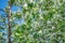 Blooming white Apple tree shot in the middle with a soft focus with a piece of sky in the background