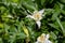 Blooming white aquilegia fragrans flowers