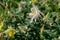 Blooming white aquilegia fragrans flowers