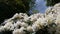 Blooming White Azaleas
