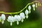 Blooming white bleeding heart flowers - Dicentra spectabils,