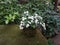 Blooming white bonsai bush. Japanese garden. Landscape design