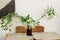 Blooming white branches in brown glass jar on rustic wooden table. Spring Bird cherry flowers, rural still life. Countryside