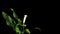 Blooming white calla on the black background (Calla Zantedeschia)