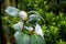 Blooming White Camellia Japonica against a background of blurry green leaves after rainy day