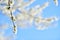 Blooming white cherry tree in springtime