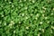 Blooming white clover. Texture.Replacement lawn