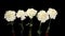 Blooming white cloves on the black background