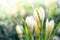 Blooming white crocus close up growing in wildlife. Spring nature background