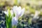 Blooming white crocus close up growing in wildlife. Spring nature background