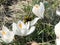 Blooming white crocus flower in the bud