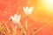 Blooming white crocus, saffron spring sun flooded
