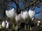 Blooming white crocuses