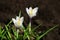 Blooming white crocuses, saffron spring ground background