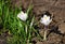 Blooming white crocuses, saffron spring ground background