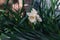 Blooming white daffodil. A daffodil flower on a blurry background on a sunny day. Spring flowers. White beautiful daffodil with gr