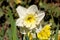 Blooming white Daffodils flower, Narcissus Blossom Narcissus pseudonarcissus, knows also as Wild Daffodil or Lent lily in spring