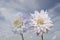 Blooming white dahlia in the garden. Dahlia is a genus of bushy, tuberous, herbaceous perennial plants native to Mexico