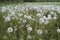 Blooming white dandelion field with dandelion seeds after flowering. Natural herb fluffy dandelions. Taraxacum officinale F.H