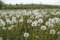 Blooming white dandelion field with dandelion seeds after flowering. Natural herb fluffy dandelions. Taraxacum officinale F.H