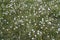 Blooming white dandelion field with dandelion seeds after flowering. Natural herb fluffy dandelions. Taraxacum officinale F.H