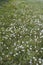 Blooming white dandelion field with dandelion seeds after flowering. Natural herb fluffy dandelions. Taraxacum officinale F.H