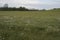 Blooming white dandelion field with dandelion seeds after flowering. Natural herb fluffy dandelions. Taraxacum officinale F.H