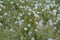 Blooming white dandelion field with dandelion seeds after flowering. Natural herb fluffy dandelions. Taraxacum officinale F.H