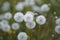 Blooming white dandelions. Close up photo of dandelion seeds after flowering. Natural herb fluffy dandelions.