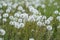 Blooming white dandelions. Close up photo of dandelion seeds after flowering. Natural herb fluffy dandelions.