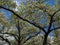 Blooming White Dogwood Against a Deep Blue Sky