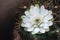 Blooming of white flower Gymnocalycium cactus.