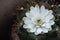 Blooming of white flower Gymnocalycium cactus