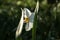 Blooming white flower of Narcissus poeticus with two leaves in the foreground