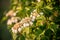 Blooming white flower Viburnum opulus