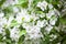 Blooming white flowers on apple branch