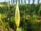 Blooming white flowers Arum Italicum