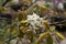 Blooming white flowers of flowering crab-apple