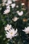 Blooming white flowers in greenhouse in the evening in Chiang Mai, Thailand